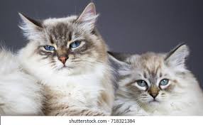 The neva masquerade is the point variation on the siberian cat and shares many characteristics with this breed. Siberian Cats White Neva Masquerade Version Stock Photo Edit Now 718321384