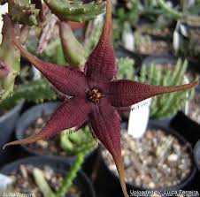 Image result for Tricalysia schliebenii