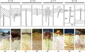 Image result for Gymnosporia buxifolia