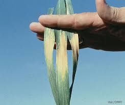 As scary as the spikes may be to someone who only has a mental image of this plant, cacti are one of the best plants that can protect against emf radiation. 5 Simple Ways To Protect Your Plants From The Destruction Of Heat Stress Rimol Greenhouse Systems