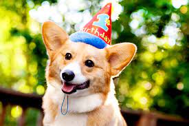 Naturally, the demand for new corgi puppies is higher than ever before.… consequently, many inexperienced breeders are breeding their corgis too often despite health risks. Droll Corgi Puppies For Sale In California Craigslist L2sanpiero