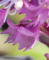 Image result for Syncolostemon elliottii