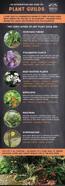 Soal the golden star fruit tree. 80 Gardening Farming Ideas Fruit Trees Plants Fruit Garden