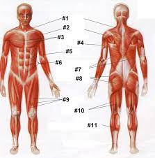 Pin By Mayra Belasquez On Hesi A2 Human Muscle Anatomy Human Body Muscles Human Body Anatomy