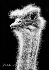 Amazing Expressions In Scratchboard Animal Portraits Scratchboard Scratchboard Animals Scratchboard Art