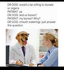 Dr Dog Funny Pictures Hilarious Clean Humor