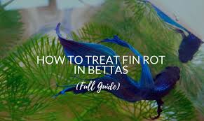 This disease will slowly eat away at the fin and tail of a betta fish and if it reaches the base, the fin and/or tail will not be able to grow back. How To Treat Fin Rot In Bettas Full Guide Betta Care Fish Guide