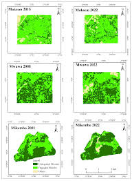 Image result for Marquesia macroura