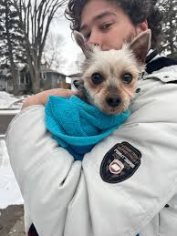 Anyone missing this pup in the McSwain area? *UPDATE