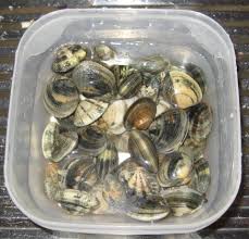 Check spelling or type a new query. Ricetta Linguine Vongole Melanzane E Pomodorini Ideericette