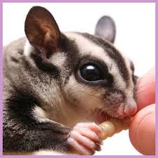 Petting Zoo Animals For Birthday Parties My Petting Zoo Party Atlanta
