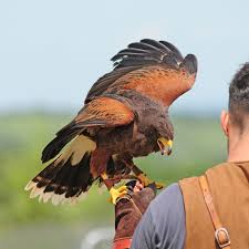324 likes · 12 talking about this. Falconry Pest Control Havant Falconry Bird Control Prices Hampshire