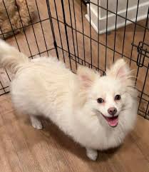 Found small white Maltese-type dog in Timberlane