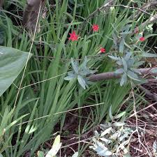 Image result for Freesia grandiflora