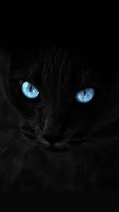 Pin By Kai Dragonoid On Wallpaper 4k For The Phone Cat Wallpaper Beautiful Cats Cat With Blue Eyes