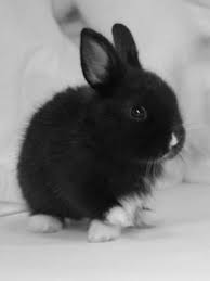 Black And White Holland Lop Pin By Jackie Rogers On Black And White Photos Of The Day Cute Animals Cute Baby Bunnies Cute Bunny