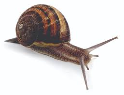 We did not find results for: After High Speed Chase Over Border Oregon Police Seize Meth And Invasive Snails Oregonlive Com