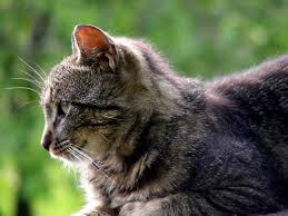 Kedi Ama Tuvalete Gitmiyor Yeni Dogan Yavru Kediler Icin Yardim
