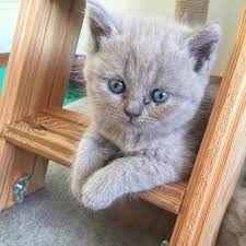 Petcim Com Ankara Icin Ucretsiz British Shorthair Facebook