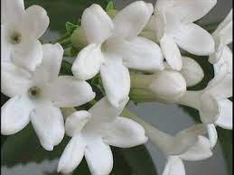 Jasmine Flowers Jasmine Flower Smelling Flowers Jasmine Plant