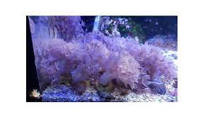 R H Shop Xenia Pompom Pulsante Xeniidae 1 Talo