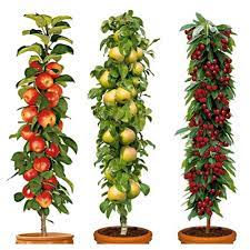 Many kinds of dwarf fruit trees are good candidates for container gardening and can be set out on a balcony or patio. Set Of 3 Pillar Fruit Trees