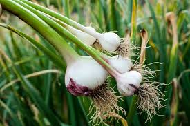 Generell gibt es zwei zeitpunkte im jahr, an denen man knoblauch pflanzen kann: Knoblauch Pflanzen Tipps Zum Setzen Anbauen Plantura