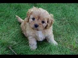 We did not find results for: Yorkie Puppies For Sale Wilmington Nc 07 2021