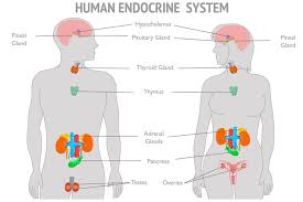 Berbeda dengan bagian pituitary posterior, kelenjar pituitary anterior menghasilkan hormonnya sendiri namun sintesisnya sendiri tertap bergantung pada hipotalamus, dimana hipotalamus akan menghasilkan hormon yang bertanggungjawab dalam regulasi pada pituitary anterior. Apa Itu Hormon Penjelasan Dan Fungsinya Halaman All Kompas Com