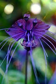 Black Bat Flower Bat Flower Unusual Flowers Strange Flowers