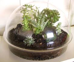 Succulent Terrarium Succulent Terrarium How To Make Terrariums Terrarium Plants