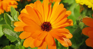 Acidity in the soil is indicated by a low. How To Grow Pot Marigold Calendula Flowers Gardener S Path