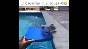 Få 33.480 endnu en bird by the pool in stockvideo på 25 fps. Scared Little Bird Trying To Get Into The Swimming Pool Yomamaitsjoemama Youtube