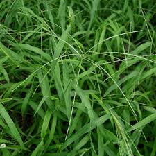 Image result for Digitaria abyssinica