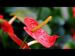 红掌有 4怕 再不避开 花 叶都枯萎了 youtube plants stuffed peppers vegetables