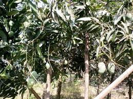 Rahasia menanam mangga harum manis cepat berbuah lebat dan besar mangga harum manis mempunyai buah yang. Fruit Pohon Mangga Harum Manis Yang Sedang Berbuah Steemit