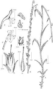 Image result for Striga hallaei