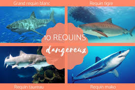 Oui les requins sont présents en martinique, tout comme ils le sont en méditerranée. Requins Les Plus Dangereux 10 Especes Avec Photos