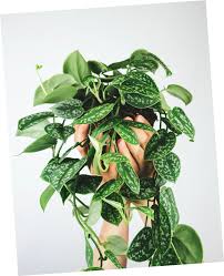 See more ideas about rare plants, plant leaves, indoor plants. How To Care For The Scindapsus Pictus Horticure