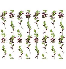 The silver dollar eucalyptus, italian ruscus and tree fern garland is sure to add elements of romance and chic style to your special day. Ruscus Vector Images Over 300