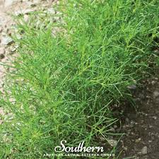 Image result for Salsola