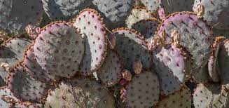 With the average prickly pear, you can. Prickly Pruning Thinning Out A Specimen Prickly Pear Cactus Luciole Design Journal
