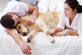 How To Recognize A Dying Dog In The Final Moments Lovetoknow