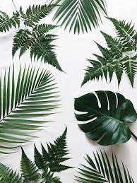 Maybe you would like to learn more about one of these? Green Plant White Background A Minimalist Inspiration Source Minimal Live Lig Background Green Inspiration Garden Illustration Plants Nature Plants
