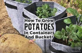 Growing potatoes in buckets step 1: How To Grow Potatoes In Containers And Buckets Garden Culture Magazine