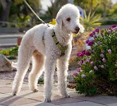 Jun 02, 2019 · suits maintained the baggy shape that had started in the forties, while skinny ties, like the one in figure 19, rose to prominence. 13 Cute Dog Breeds With Curly Hair