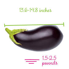 By the end of the second trimester, your baby is now measuring about 14 ½ inches — more than a foot long. Pregnancy Week By Week 27 Weeks Pregnant What To Expect Diva Likes