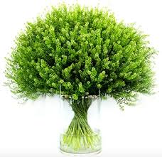 Image result for Lepidium