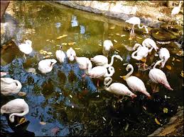 Plan to visit langkawi wildlife park, malaysia. The Langkawi Wildlife Park Bird Paradise Perspective Of Langkawi