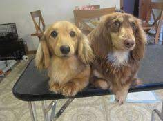 Find the perfect miniature dachshund puppy for sale in illinois, il at puppyfind.com. 29 Dog Breeders Ideas Dog Breeder Breeders Dachshund